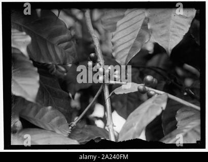 PAN AMERICAN UNION. COFFEE TREE IN BUILDING Stock Photo