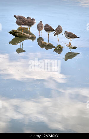 Lesser Yellowlegs on the River. Lesser Yellowleg Sandpipers rest on a floating log. Stock Photo