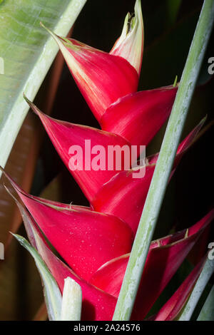 red heliconia flower in close up shot Stock Photo