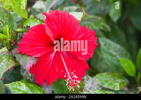 red hibiscus flower in the garden Stock Photo