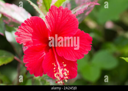red hibiscus flower in the garden Stock Photo