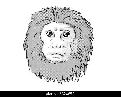 Retro cartoon style drawing of head of a Golden Lion Tamarin or Leontopithecus Rosalia , an endangered wildlife species on isolated white background d Stock Photo