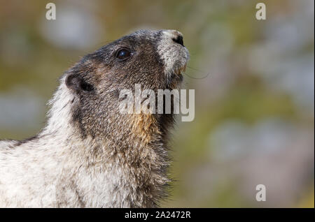 Head and shoulders of hoary marmot, Mount Rainier National Park, Washington State, USA Stock Photo