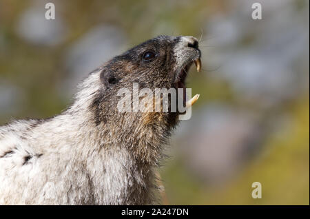 Whistling hoary marmot, Mount Rainier National Park, Washington State, USA Stock Photo