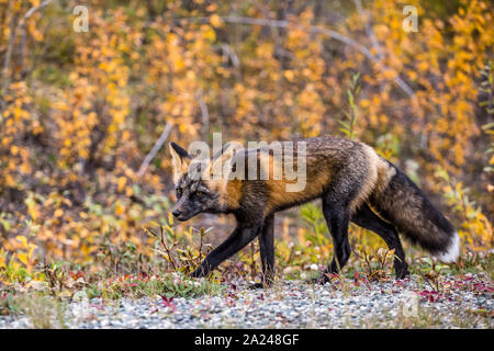 A sly fox stalks low to the ground hunting small prey in northern British Columbia, Canada. Stock Photo