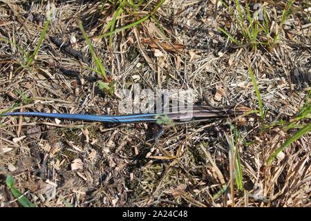 A Blue Tailed Skink Lizard Running Through The Grass Stock Photo