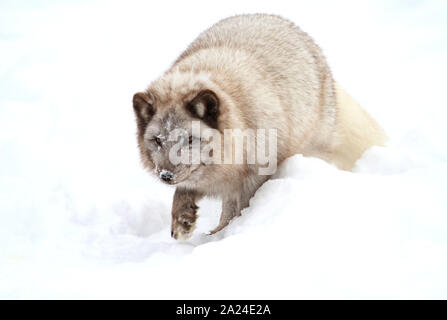 Arctic fox in snow Stock Photo