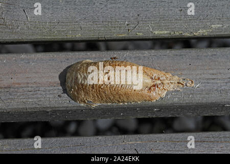 Praying mantis or mantid egg nest or ootheca plural oothecae close up Latin mantis religiosa state symbol or animal of Connecticut on a wooden beam Stock Photo