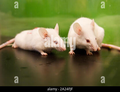 Two white experimental mice on black flooring and green background Stock Photo