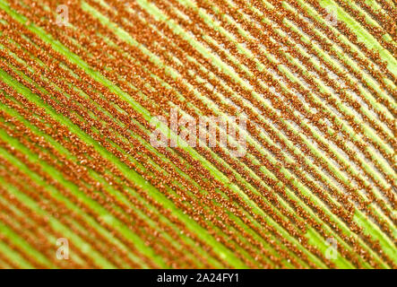 close up ciew of the leaf of Bird's nest fern under sunlight Stock Photo
