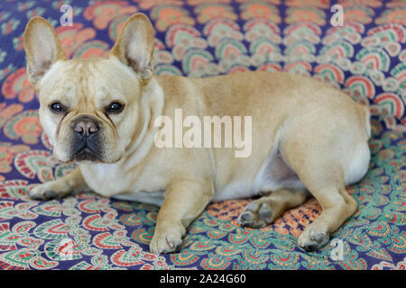 Young male Frenchie lying down in bed. Stock Photo