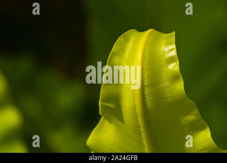 close up ciew of the leaf of Bird's nest fern under sunlight Stock Photo