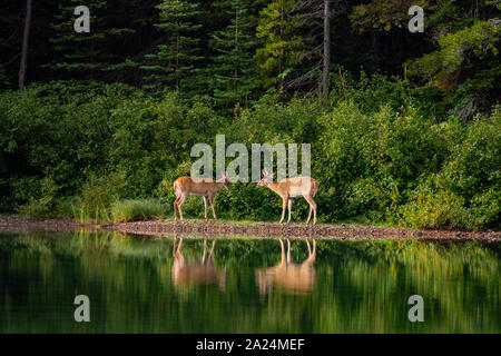 Two wild deer eating grass in the Fishercap Lake at Glacier National Park, Montana Stock Photo