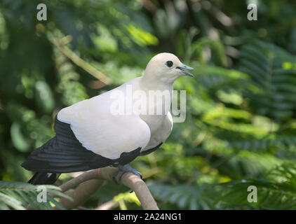 Pied imperial pigeon (Ducula bicolor) perched on the tree branch with open beak to regulate temperature Stock Photo