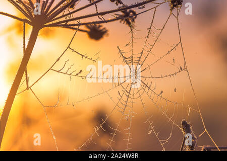 Frozen spiders web on a cold autumn morning Stock Photo