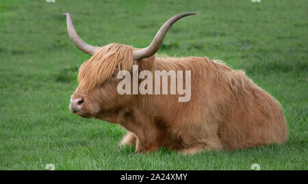 HIGHLAND COW WITH LONG HAIR COVERING FACE Stock Photo - Alamy