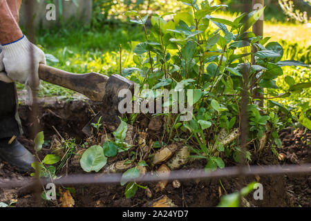 man behind metal mesh cuts down with an ax roots of bushes in a garden in rural areas Stock Photo