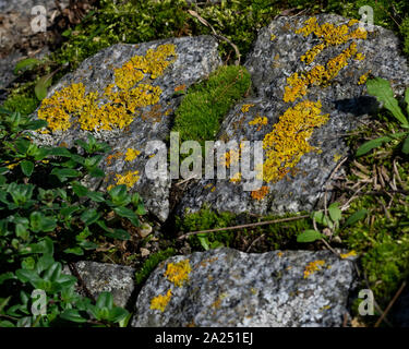 yellow braids and green moos on a granite rock Stock Photo
