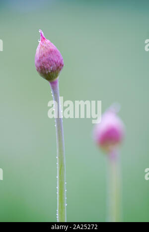 isolated flower bud on green background Stock Photo