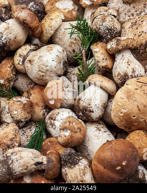 Close-up of fresh porcino mushrooms. Stock Photo