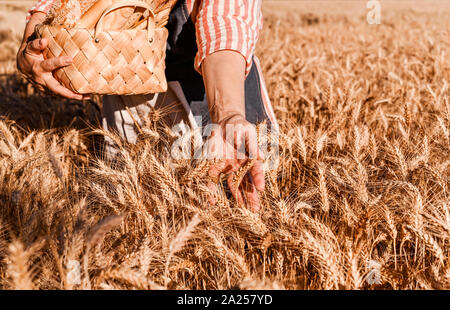 A woman holds fresh rustic bread and a basket in her hands, is in a wheat field. Golden ears of corn before harvest and a lady from the farm. Sunlight in the frame. Free space for text Stock Photo