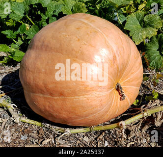 Riesenkuerbis Cucurbita maxima, ist ein Speisekuerbis und eine schoene attraktive Gartenfrucht. Cucurbita maxima, is a Edible Pumpkin and a beautiful Stock Photo