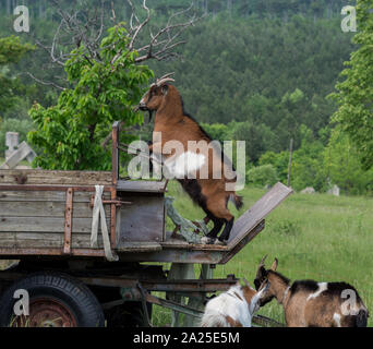 Playing goats on pasture Stock Photo
