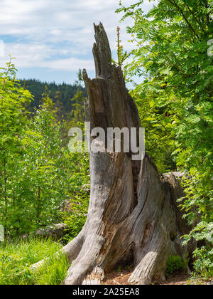 Old tree trunk Stock Photo