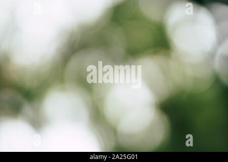 Natural forest green bokeh background Stock Photo