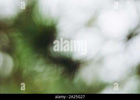 Natural forest green bokeh background Stock Photo