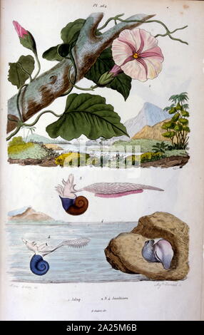 water snail; Botanical and zoological illustration by F. E. Guérin. From Dictionnaire pittoresque d'histoire naturelle et des phénomènes de la nature - 1833/1834 Stock Photo