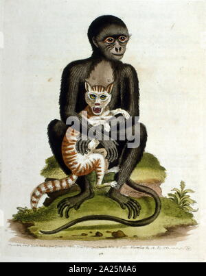 watercolour illustration of a black Monkey and a wild cat from a book by G Edwards 1758. George Edwards (1694-1773) was a British naturalist and ornithologist. He travelled extensively through Europe, studying natural history and birds in particular. Stock Photo