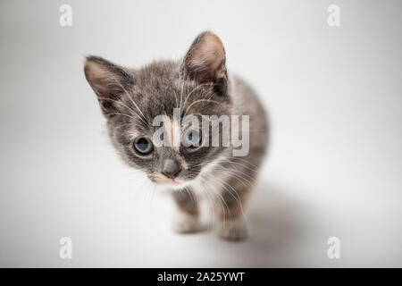 Little a curious the kitten tricolor on white background, close-up Stock Photo