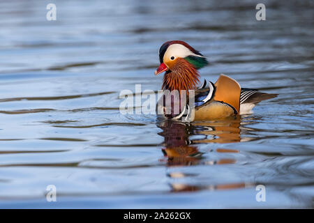 Mandarin Drake; Aix galericulata; Neck Stretching; Devon; UK Stock Photo