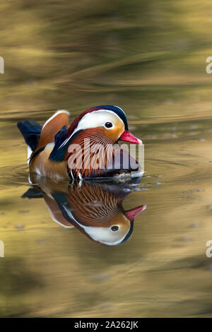 Mandarin Duck; Aix galericulata; Drake; Devon; UK Stock Photo