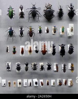 Variety of preserved beetles. Beetles are a group of insects that form the order Coleoptera, in the superorder Endopterygota. Their front pair of wings is hardened into wing-cases, elytra, distinguishing them from most other insects. The Coleoptera, have about 400,000 species. Stock Photo