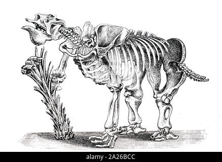 An engraving depicting the skeleton of a Megatherium (giant ground sloth) mainly South American mammals about the size of an elephant - Upper Pliocene and Pleistocene Periods. Dated 19th century Stock Photo