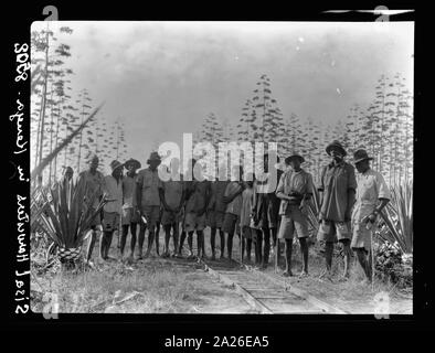 Kenya Colony. Plantations in Kenya colony. Native woman picking coffee ...