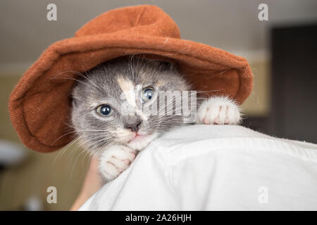 Little a sad kitten with hat sits on the shoulder the owner, close-up Stock Photo