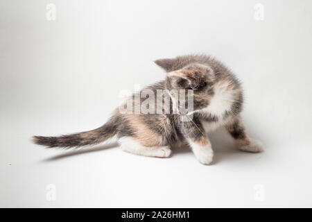 Little inquisitive kitten tricolor is studying his tail on a white background Stock Photo