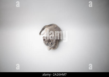 Little a lonely kitten tricolor lies quietly and looking with sad eyes on a white background Stock Photo