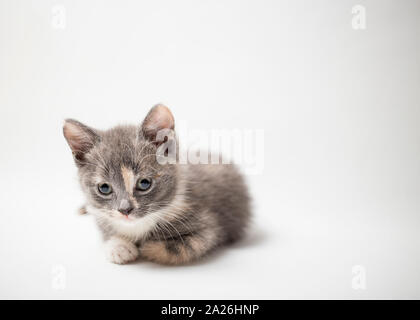 Little a lonely kitten tricolor lies quietly and looking with sad eyes on a white background Stock Photo