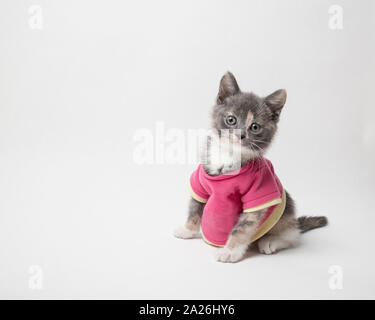 Cute of playful the kitten in scarlet shirt on white background Stock Photo