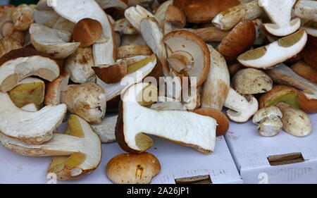 Close up brown porcini edible mushrooms (Boletus edulis, known as penny bun or cep) at retail display, high angle view Stock Photo