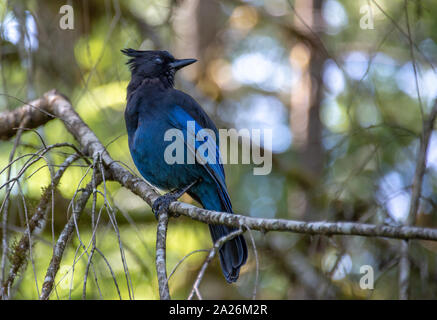 Close up of a blue Steller's jay (Cyanocitta stelleri), also called  long-crested jay, mountain jay or pine jayon a branch Stock Photo