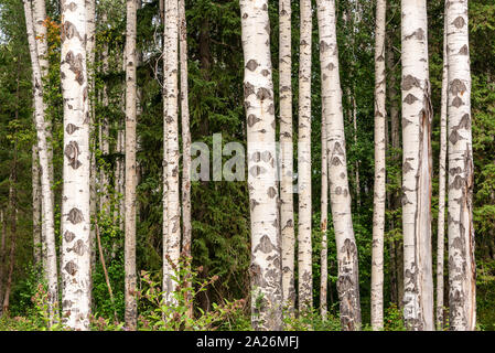 Birch trees forest in summer Birch tree trunks on green pine trees background Stock Photo