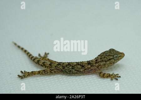 Gecko reptile body and eyes macro details, animal skin on blur background Stock Photo