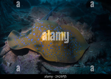 Ray of blue dots under water on the deep sea Stock Photo
