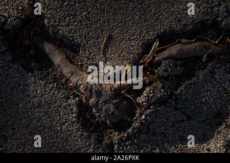 Strong tree root breaking through the pavement Stock Photo