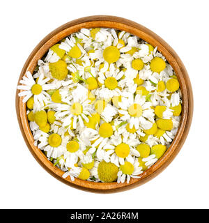 Chamomile blossoms in wooden bowl. Fresh camomile flowers, Matricaria chamomilla, used for herbal infusions and in traditional medicine. Stock Photo
